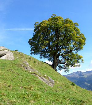 安卓ddos攻击工具